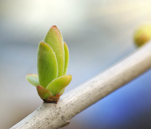 Jeune bourgeon sur une branche d'arbre